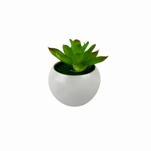 Plantita 10cm con maceta